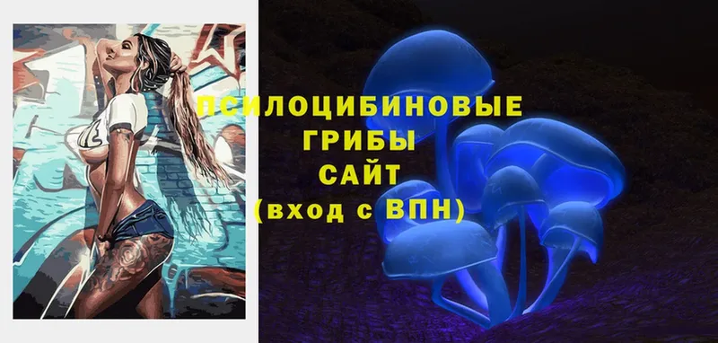 Галлюциногенные грибы Psilocybe  Белозерск 